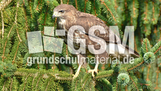 Mäusebussard (3).jpg